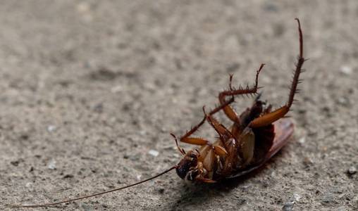 practical pest management for businesses.jpg