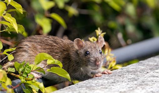 how rats enter homes through drainage systems