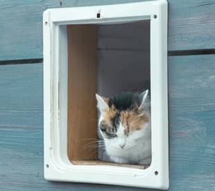 cat flap