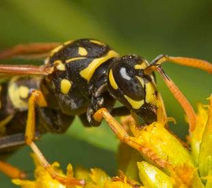 Wasp Appearance