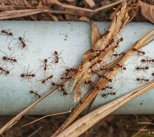 red ants swarm pipe