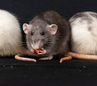 2 white rats and 1 black rat on a black table