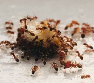 ants swarming a piece of food