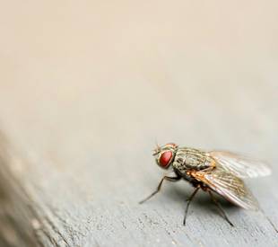 fly on a wooden table