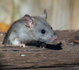 rat peeking through a old wood