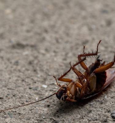 practical pest management for businesses.jpg