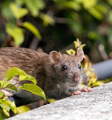 how rats enter homes through drainage systems