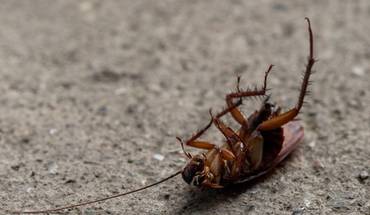 practical pest management for businesses.jpg
