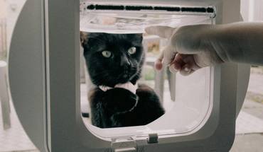 installing cat flaps in glass doors