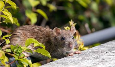 how rats enter homes through drainage systems