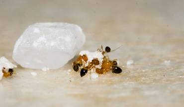 ants circling a piece of food