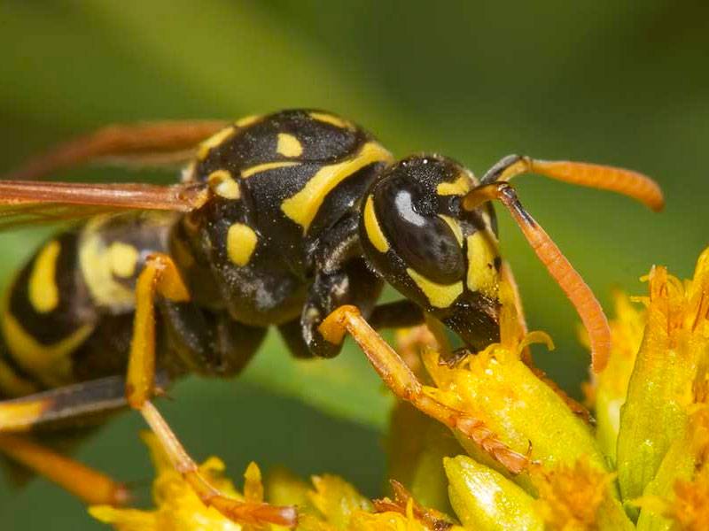 Wasp Appearance 