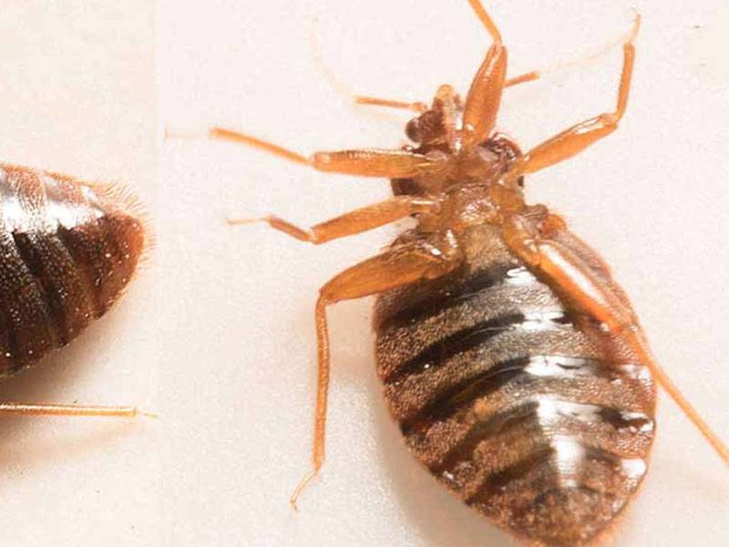 Bed Bug Exterminators Bed Bug Removal Near Me Able Group