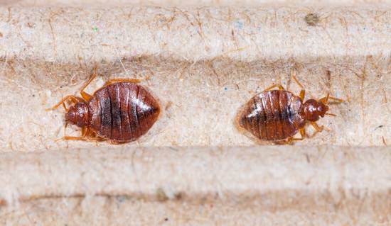 bed-bugs-images-23.jpg